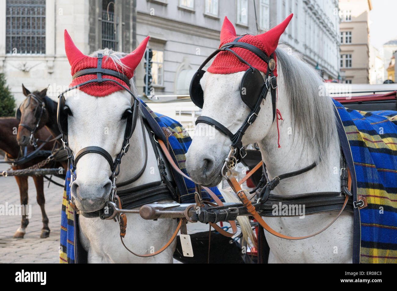 Orecchio copre adornano i cavalli utilizzati per il trasporto di turisti in un fiaker attorno alla città vecchia di Vienna, Austria. Foto Stock