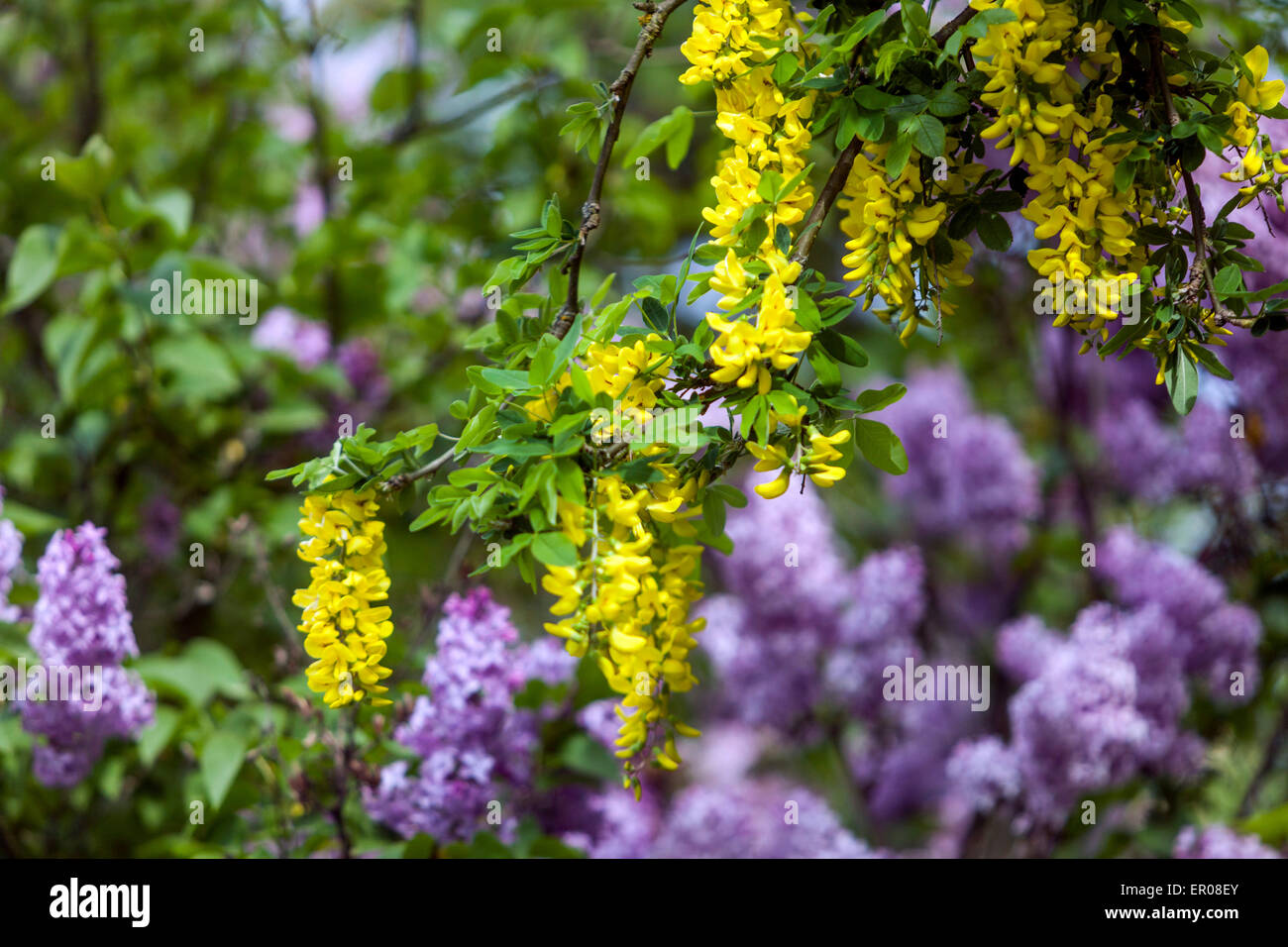 Laburnum anagyroides arbusto da giardino fiorito, sfondo lilla fiorito, arbusto Foto Stock