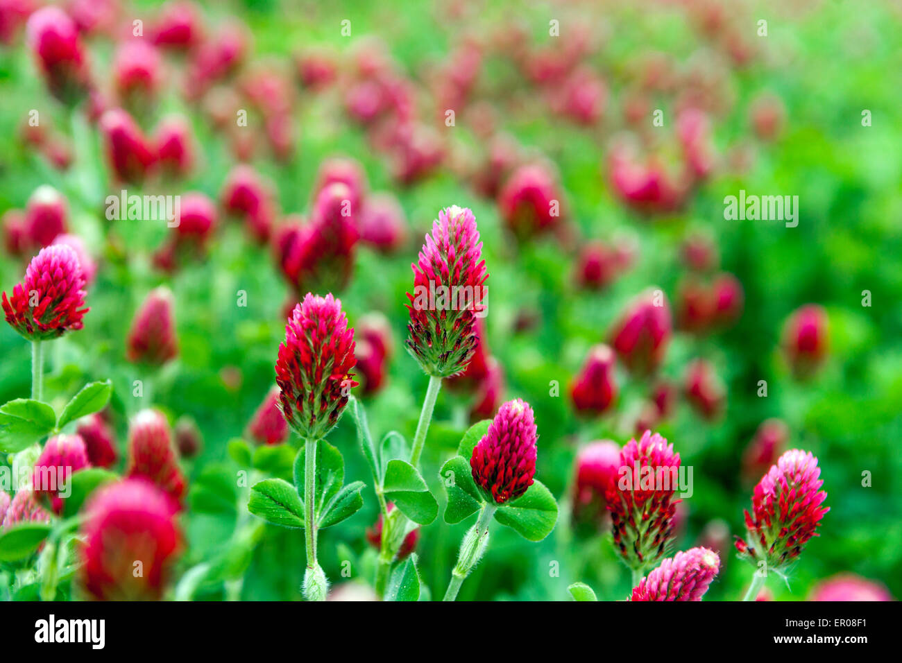 Trifolium incarnatum, trifoglio di cremisi, mangimi per bestiame, concime verde impianto Foto Stock