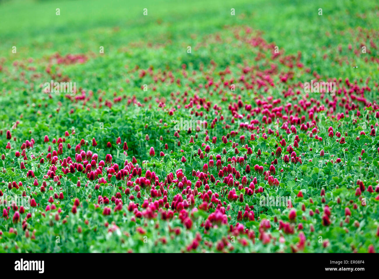 Trifolium incarnatum, trifoglio di Crimson, alimentazione per bestiame, verde concime pianta colore fiore campo, maggio Foto Stock