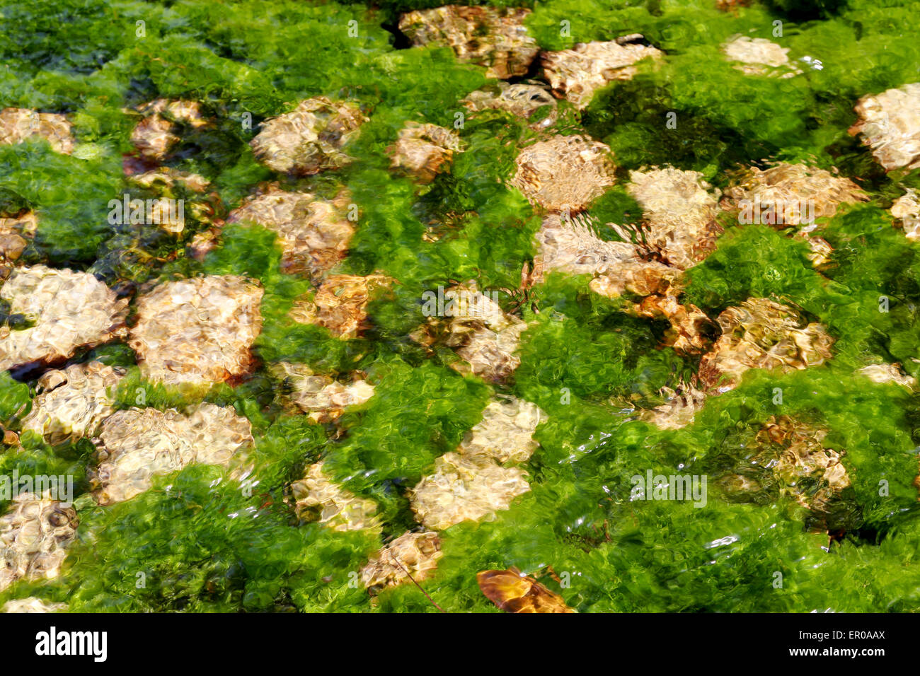 Fiume subacqueo piante con pietre Foto Stock