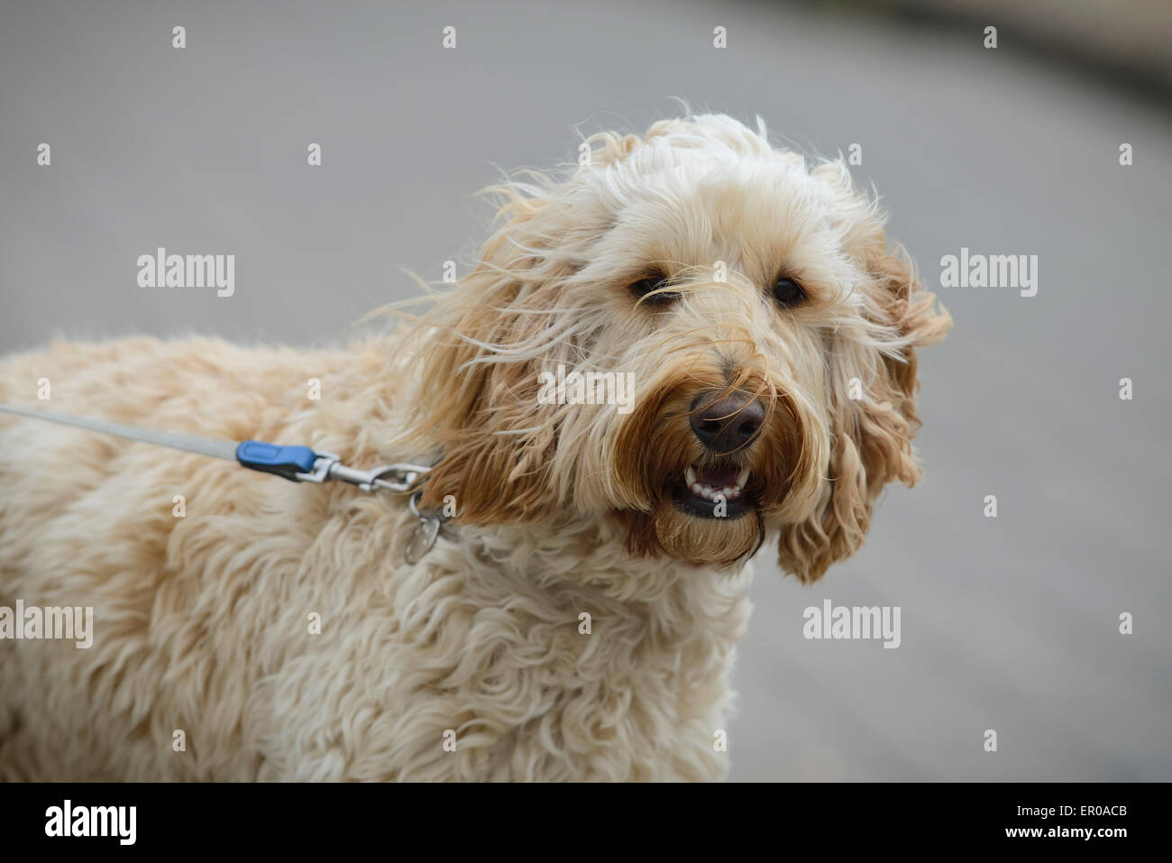 Un bambino di 18 mesi Cockapoo cane al guinzaglio di essere prese in considerazione per una passeggiata. Foto Stock