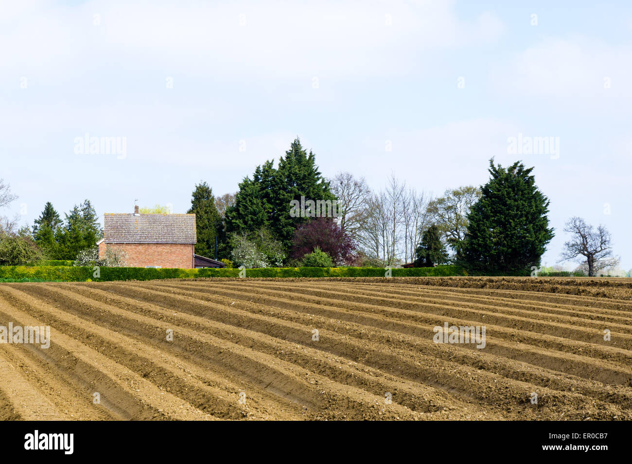 Arò farmland paesaggio rurale nel Suffolk, Inghilterra Foto Stock