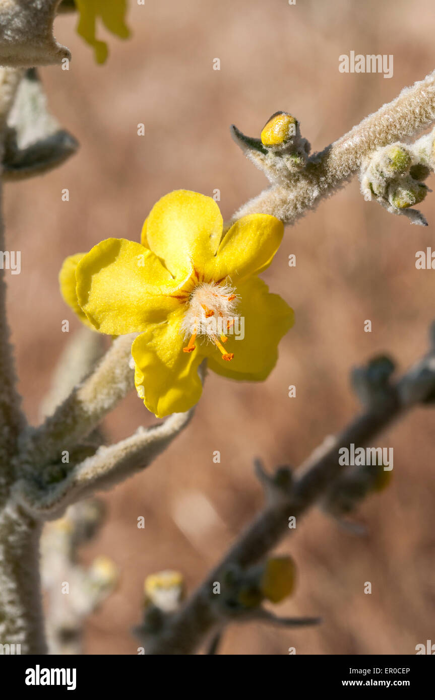 Fiori di mullein, Molène. Si tratta di un genere di piante in fiore nella famiglia Scrophulariaceae. Foto scattata in Colmenar Viejo, Foto Stock