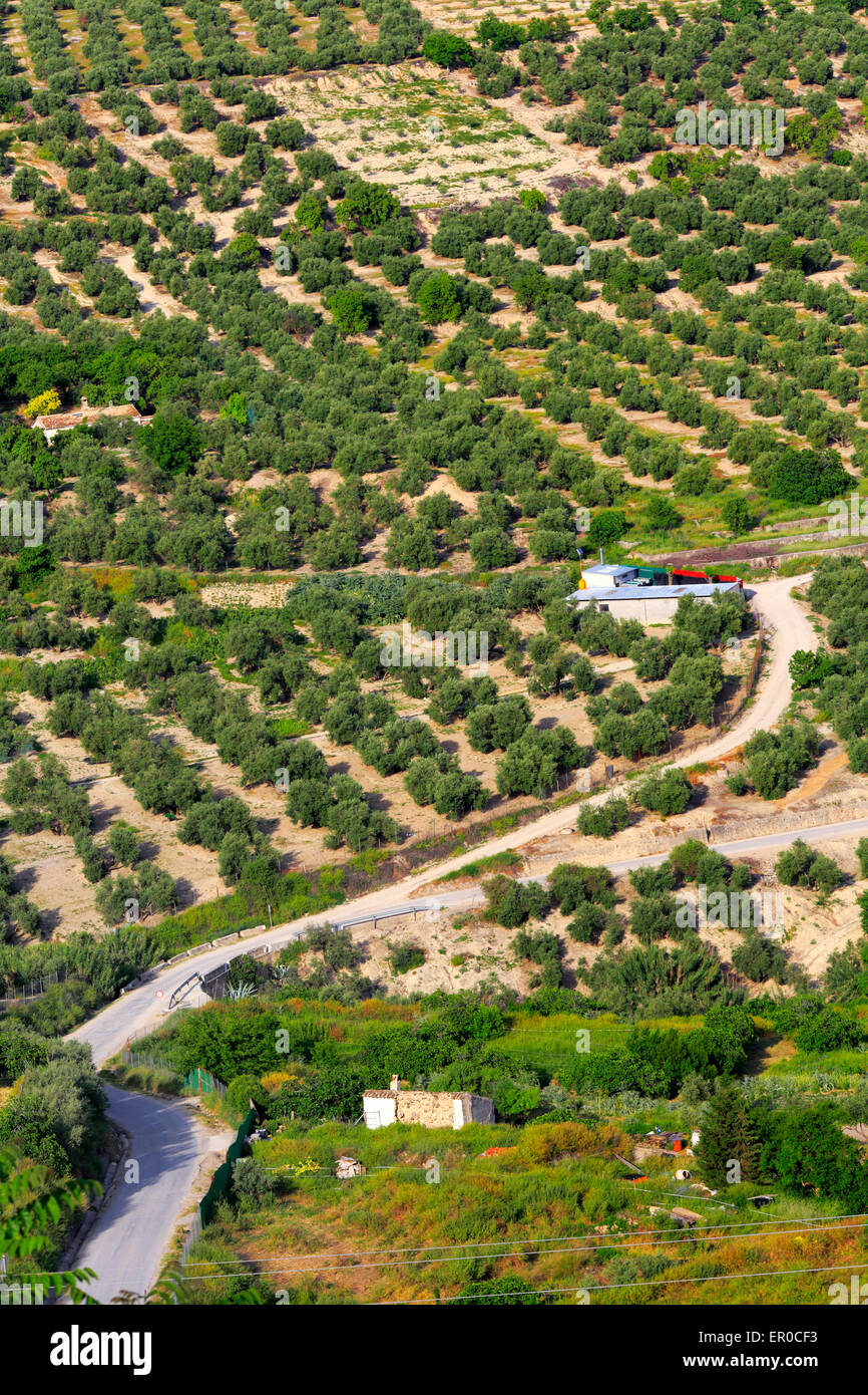 Paesaggio agricolo oliveti Ubeda Andalusia Spagna Foto Stock Paesaggio agricolo oliveti Ubeda Andalusia Spagna Foto Stock