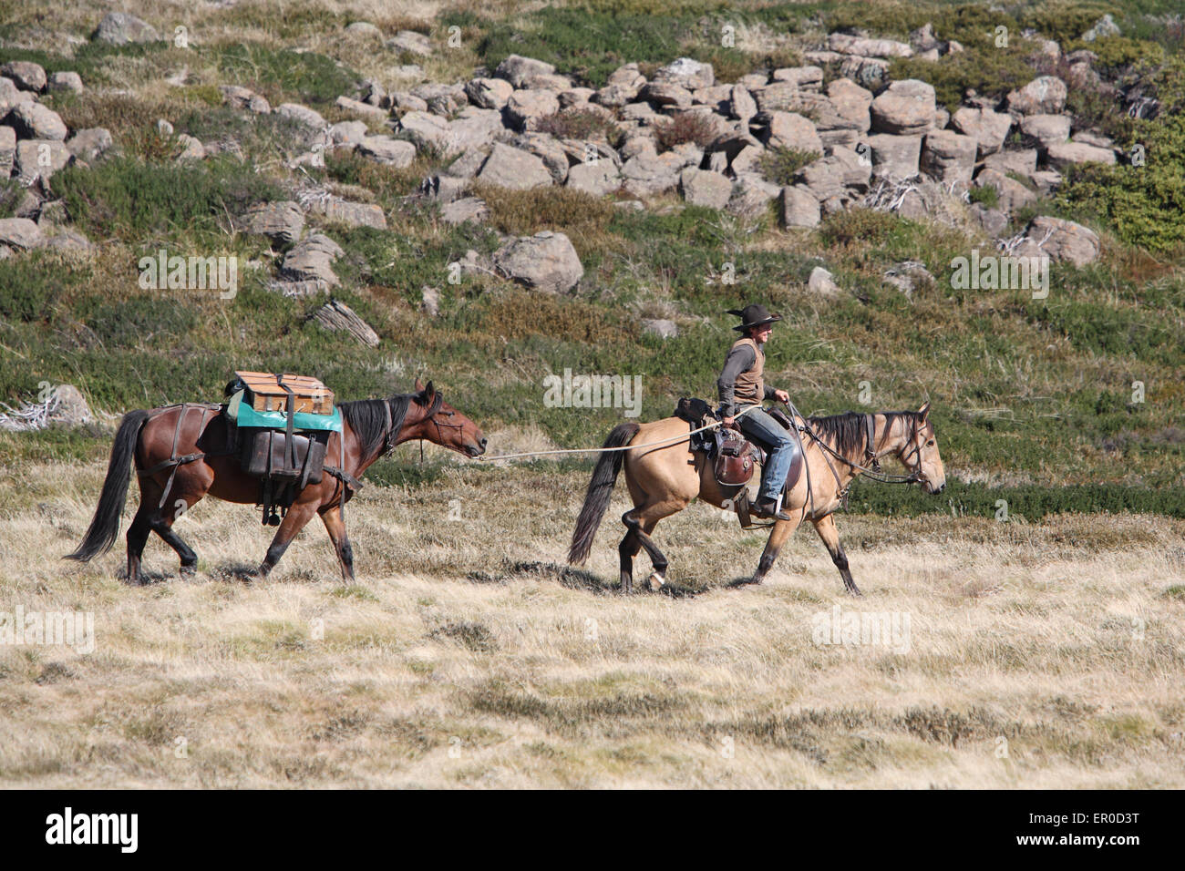 Equitazione tour in Bogong High Plains. Vicino a Falls Creek, Victoria, Australia Alpi. Foto Stock