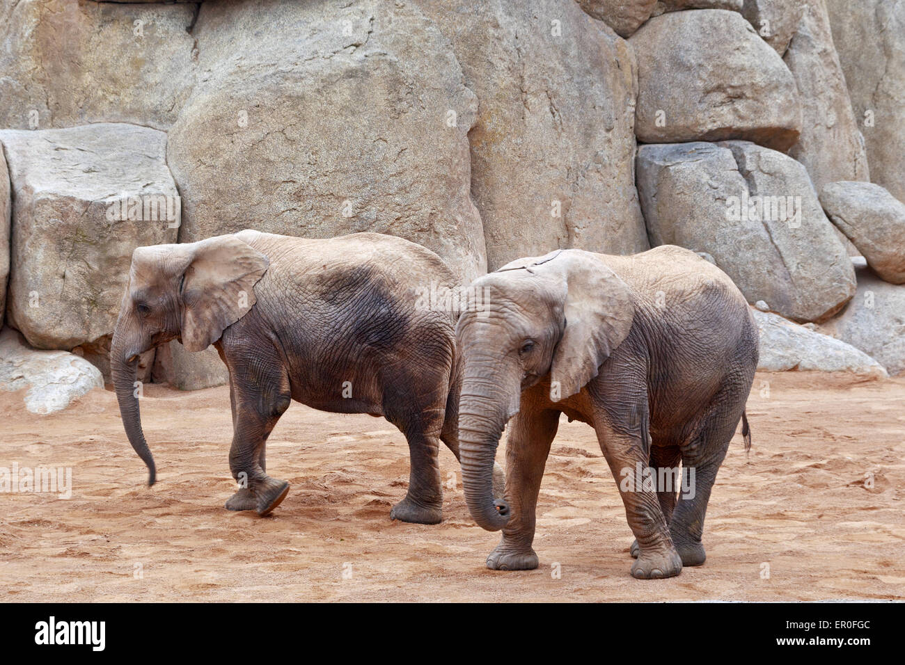 Gli elefanti africani presso il Bioparco di Valenza Foto Stock