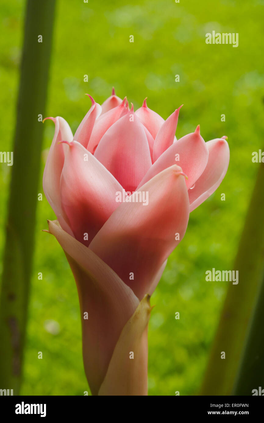 Torcia fiore di zenzero, Etlingera elatior Foto Stock