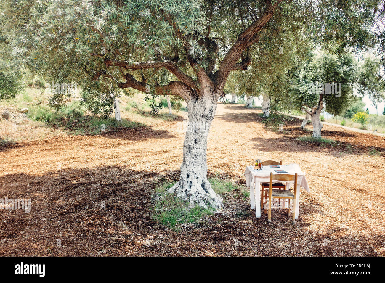 Una tabella sotto un albero di olivo Foto stock - Alamy