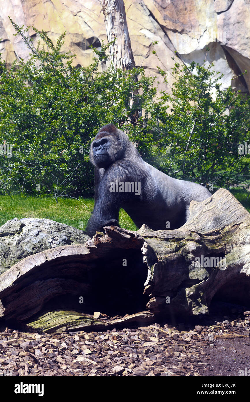 Gorilla Silverback nel Bioparco di Valencia Foto Stock