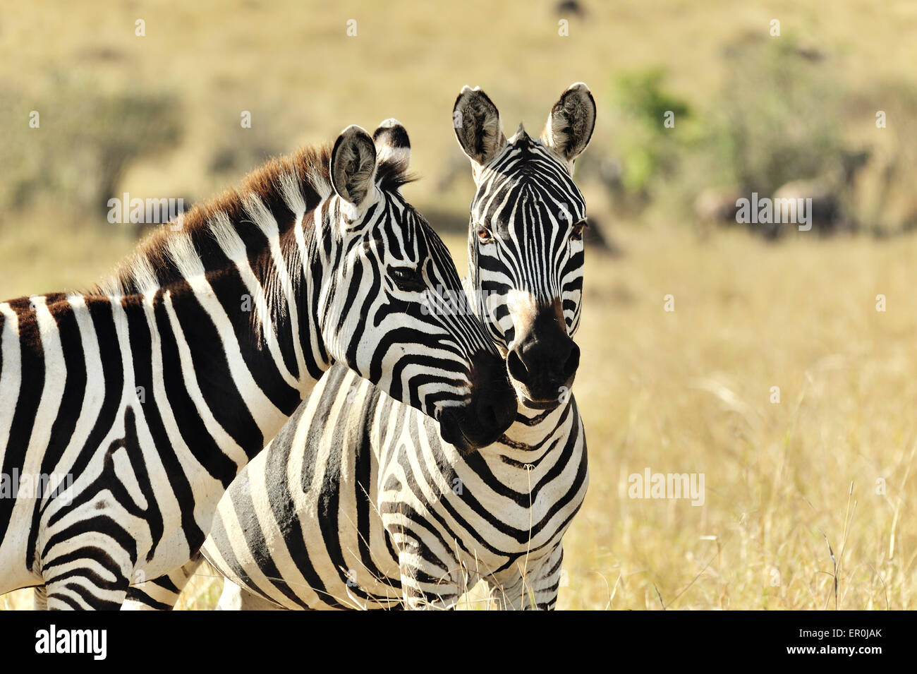 Due zebre mostrando loro affectionsafari, selvatici, gratuito, all'aperto, la fauna africana Foto Stock