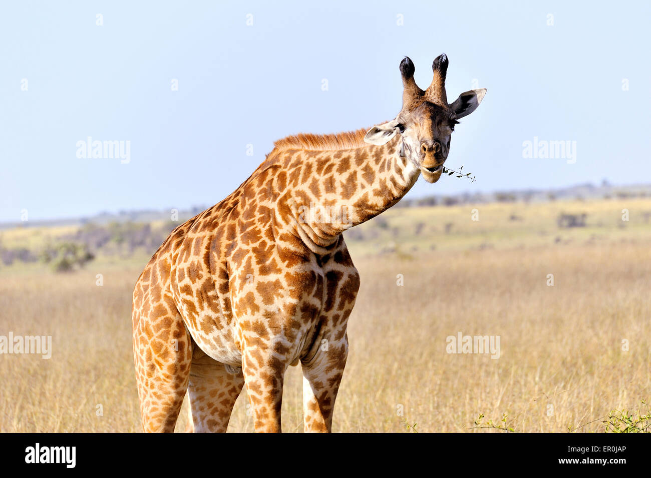 Massai-Giraffe sorpreso con un ramoscello in bocca Foto Stock