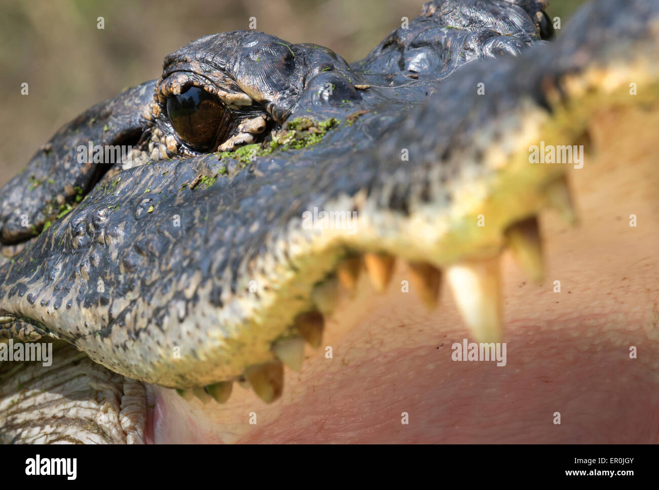 Il coccodrillo americano (Alligator mississippiensis) vista, Brazos Bend state park, Needville, Texas, Stati Uniti d'America. Foto Stock