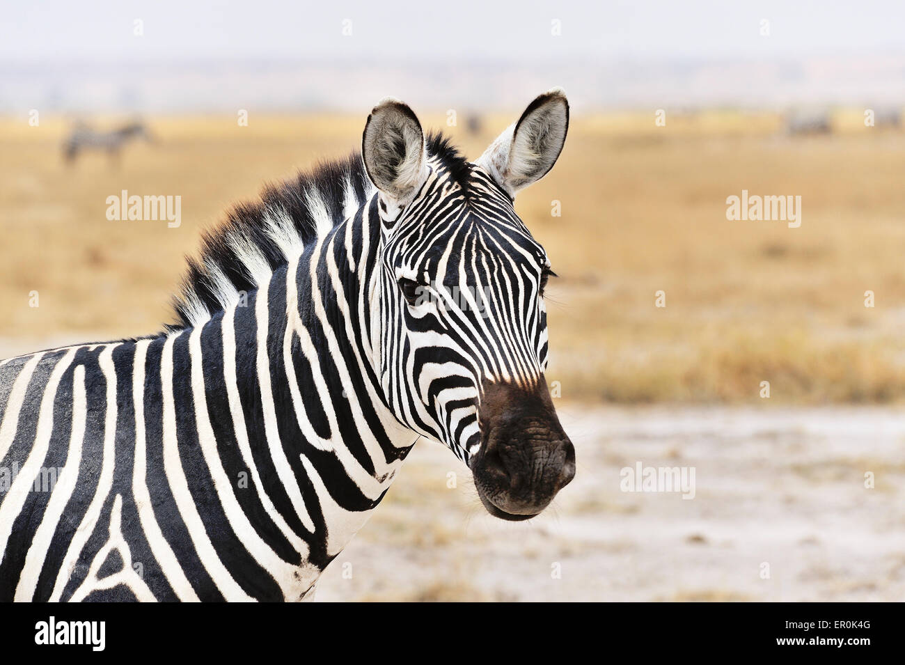 La testa e il volto di una zebra Foto Stock