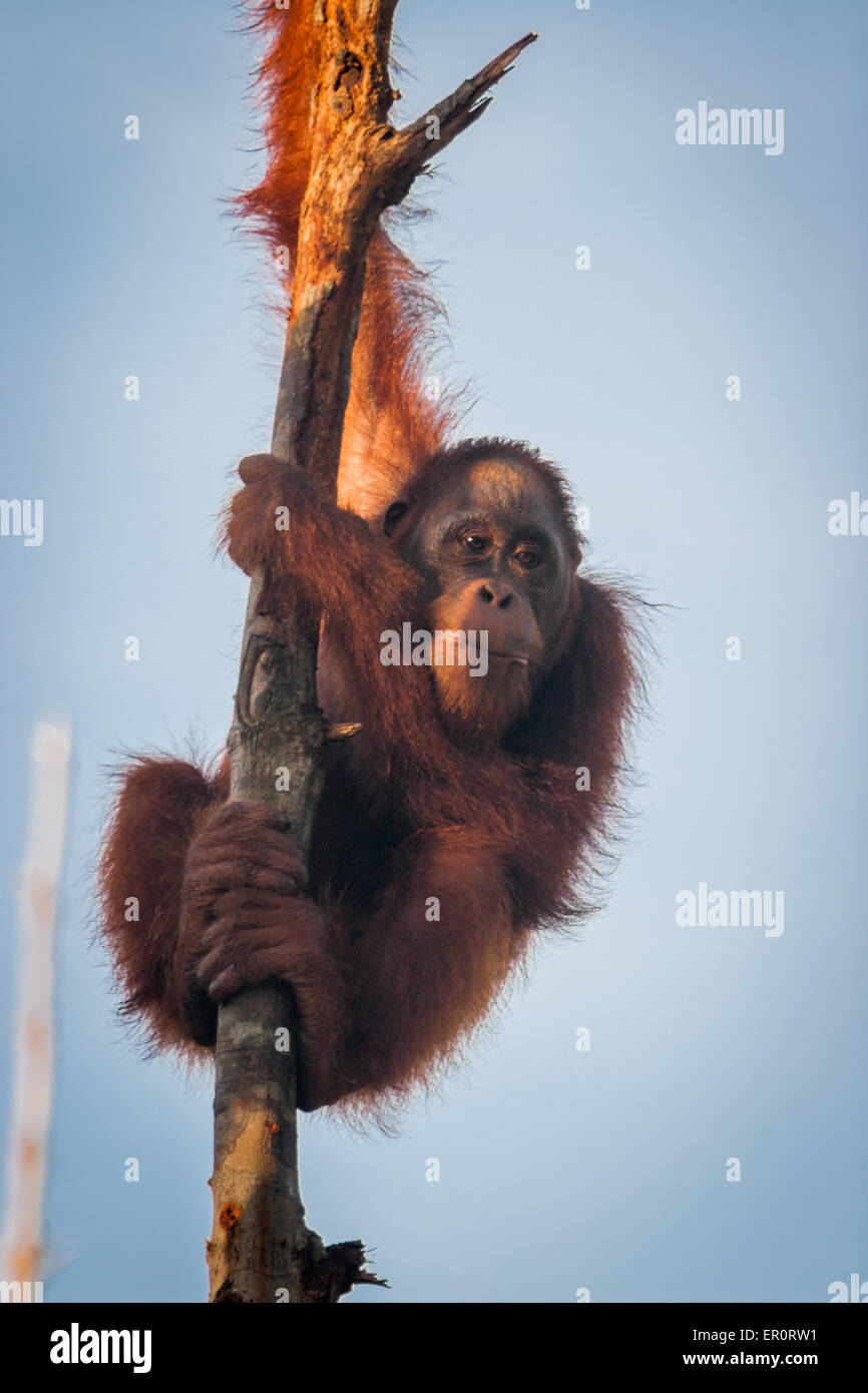 Giovane orangutano borneano (Pongo pygmaeus) in un centro di riabilitazione a Samboja Lestari, Kalimantan orientale, Indonesia. Foto Stock