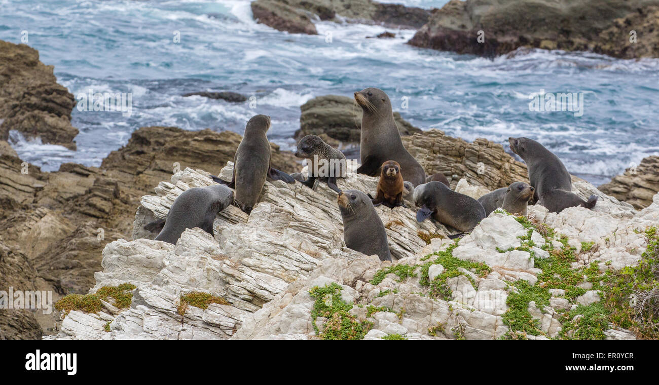 Marrone o Cape pelliccia sigillo Arctocephalus pusillus femmine e cuccioli su Kaikoura penisola sull Isola del Sud della Nuova Zelanda Foto Stock