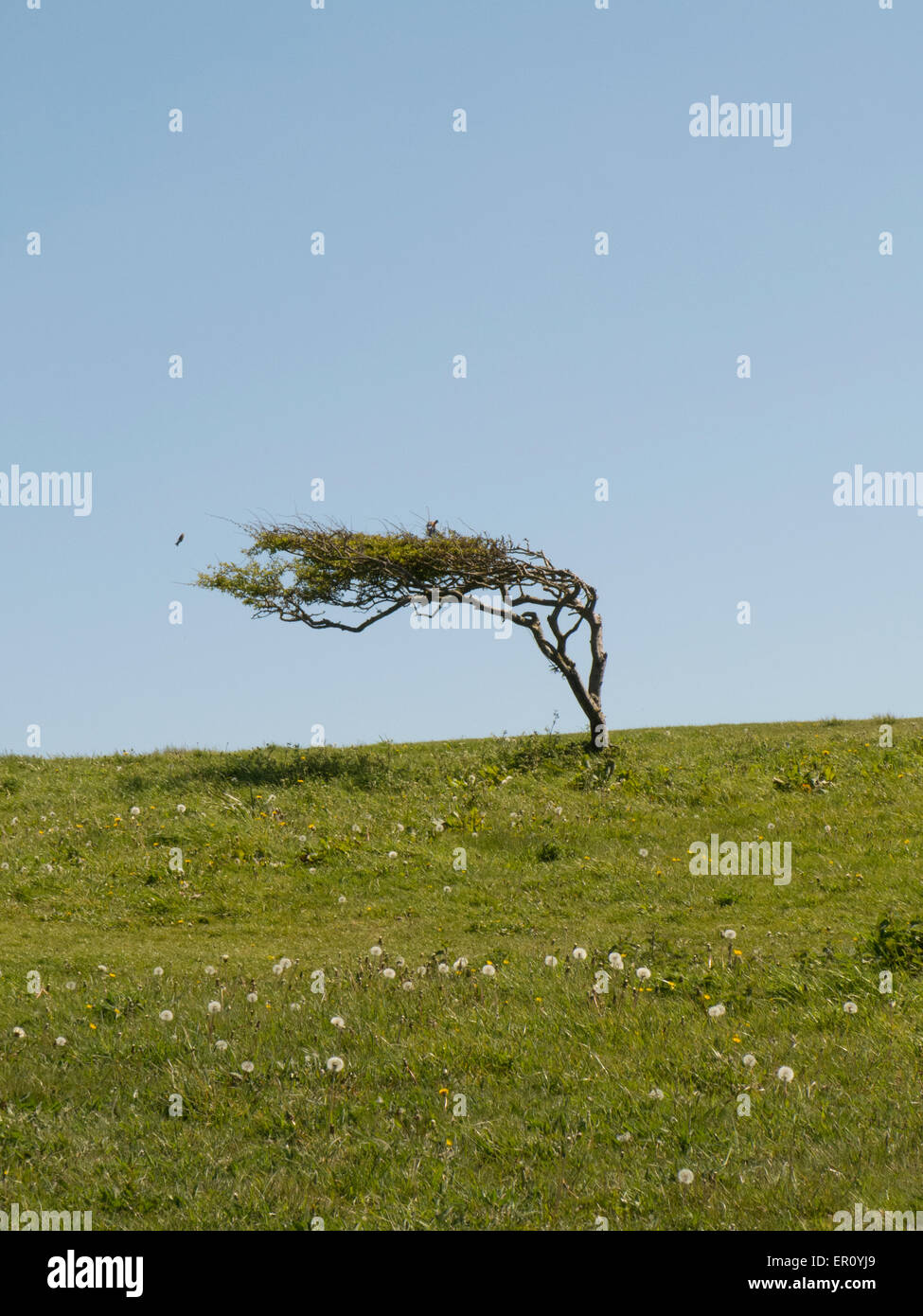 Albero di biancospino piegati dal vento prevalente sulla testa di spiaggia East Sussex Regno Unito Foto Stock