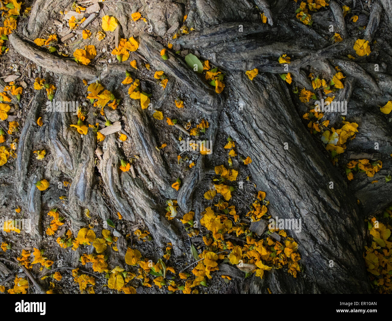 Di colore giallognolo caduta foglie tra gli alberi radici superficiali, Spagna Foto Stock