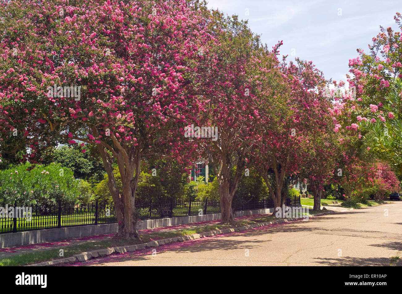 Fioritura arricciato alberi di mirto portare brillanti colori rosa in una tranquilla strada residenziale nel centro storico di Natchez, Mississippi, Stati Uniti d'America. Foto Stock