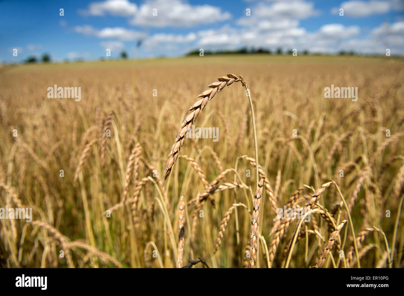 Il farro coltivato in campi di fattoria di Colomba,Hungerford,Berkshire,UK.Un raccolto di cereali che sostituisce il frumento per persone con intolleranze alimentari Foto Stock