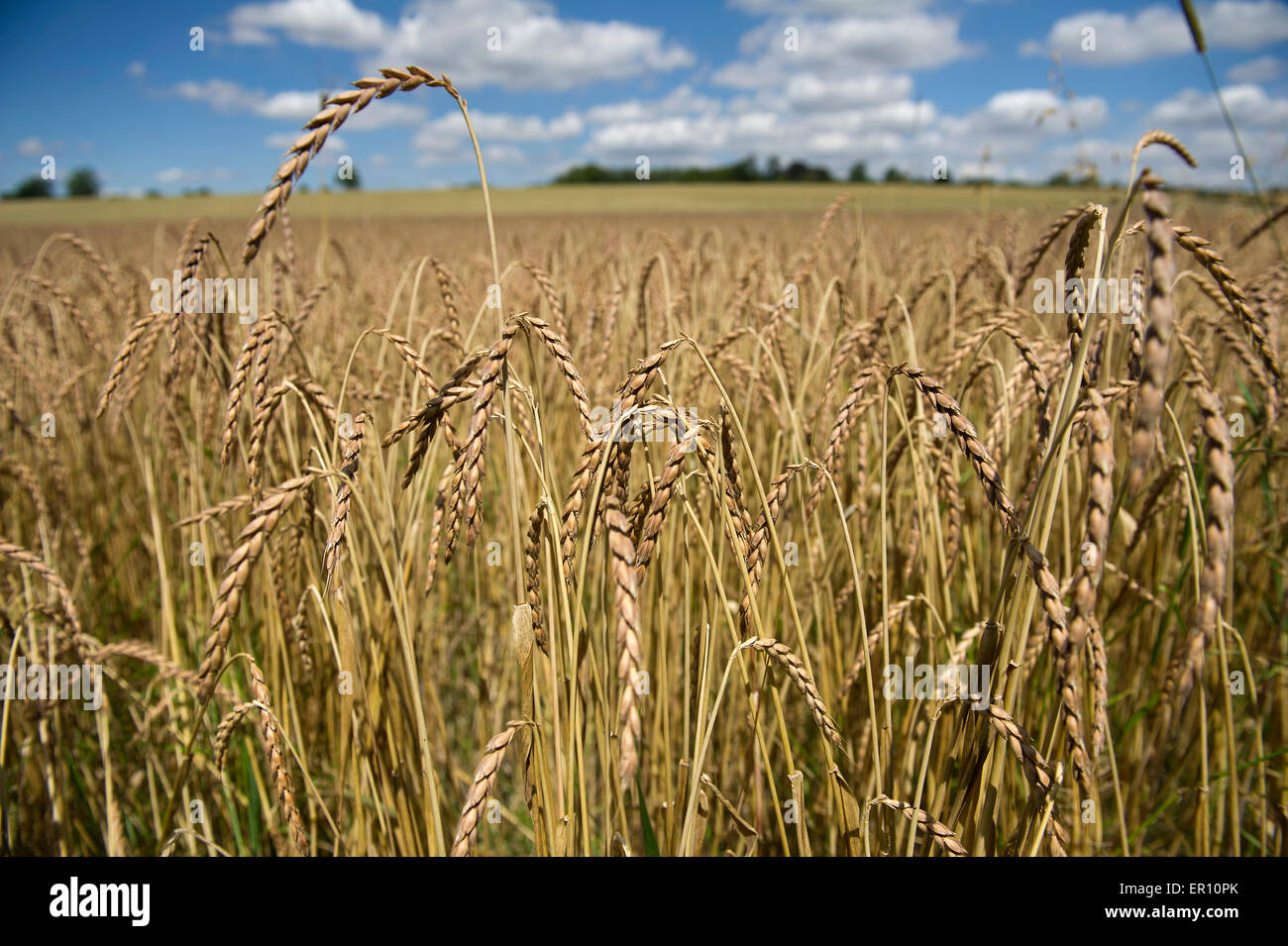 Il farro coltivato in campi di fattoria di Colomba,Hungerford,Berkshire,UK.Un raccolto di cereali che sostituisce il frumento per persone con intolleranze alimentari Foto Stock