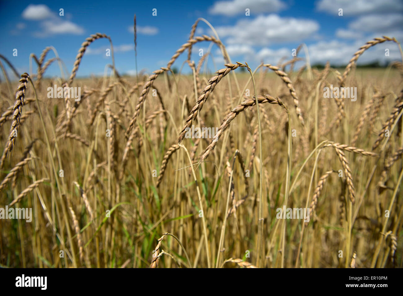 Il farro coltivato in campi di fattoria di Colomba,Hungerford,Berkshire,UK.Un raccolto di cereali che sostituisce il frumento per persone con intolleranze alimentari Foto Stock