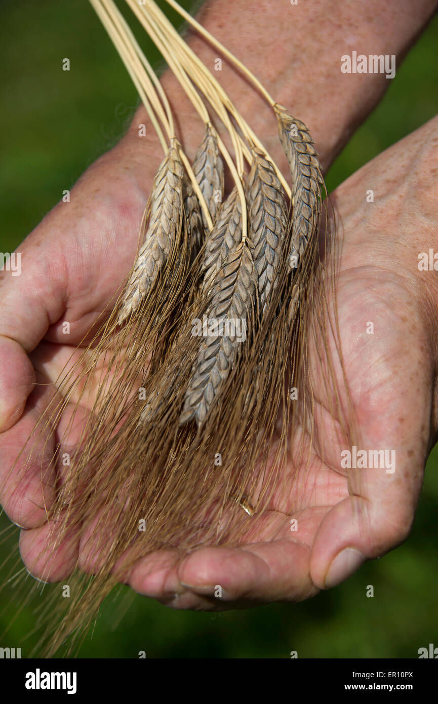 Il farro coltivato in campi di fattoria di colomba,hungerford,berkshire,uk.Un raccolto di cereali che sostituisce il frumento per persone con intolleranze alimentari Foto Stock