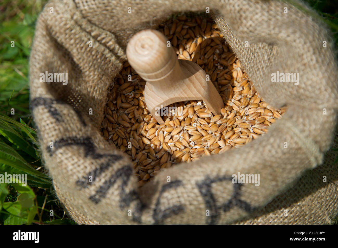 Il farro coltivato in campi di fattoria di colomba,hungerford,berkshire,uk.Un raccolto di cereali che sostituisce il frumento per persone con intolleranze alimentari Foto Stock
