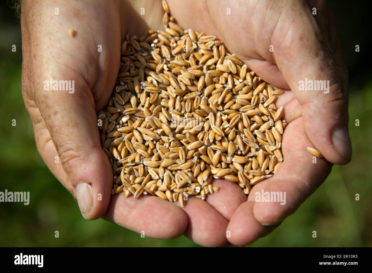 Il farro coltivato in campi di fattoria di colomba,hungerford,berkshire,uk.Un raccolto di cereali che sostituisce il frumento per persone con intolleranze alimentari Foto Stock