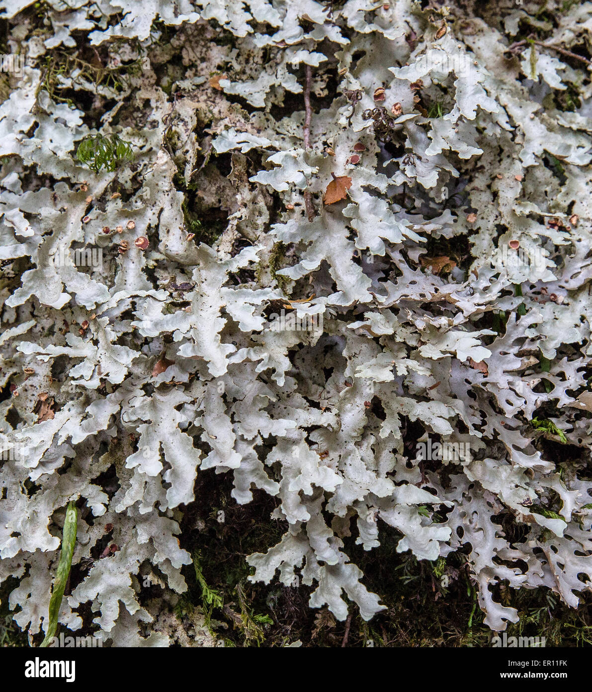 Foliose lichen con il colore grigio chiaro lascia sulla corteccia di albero in upland foresta pluviale temperata dell'Isola del nord della Nuova Zelanda Foto Stock