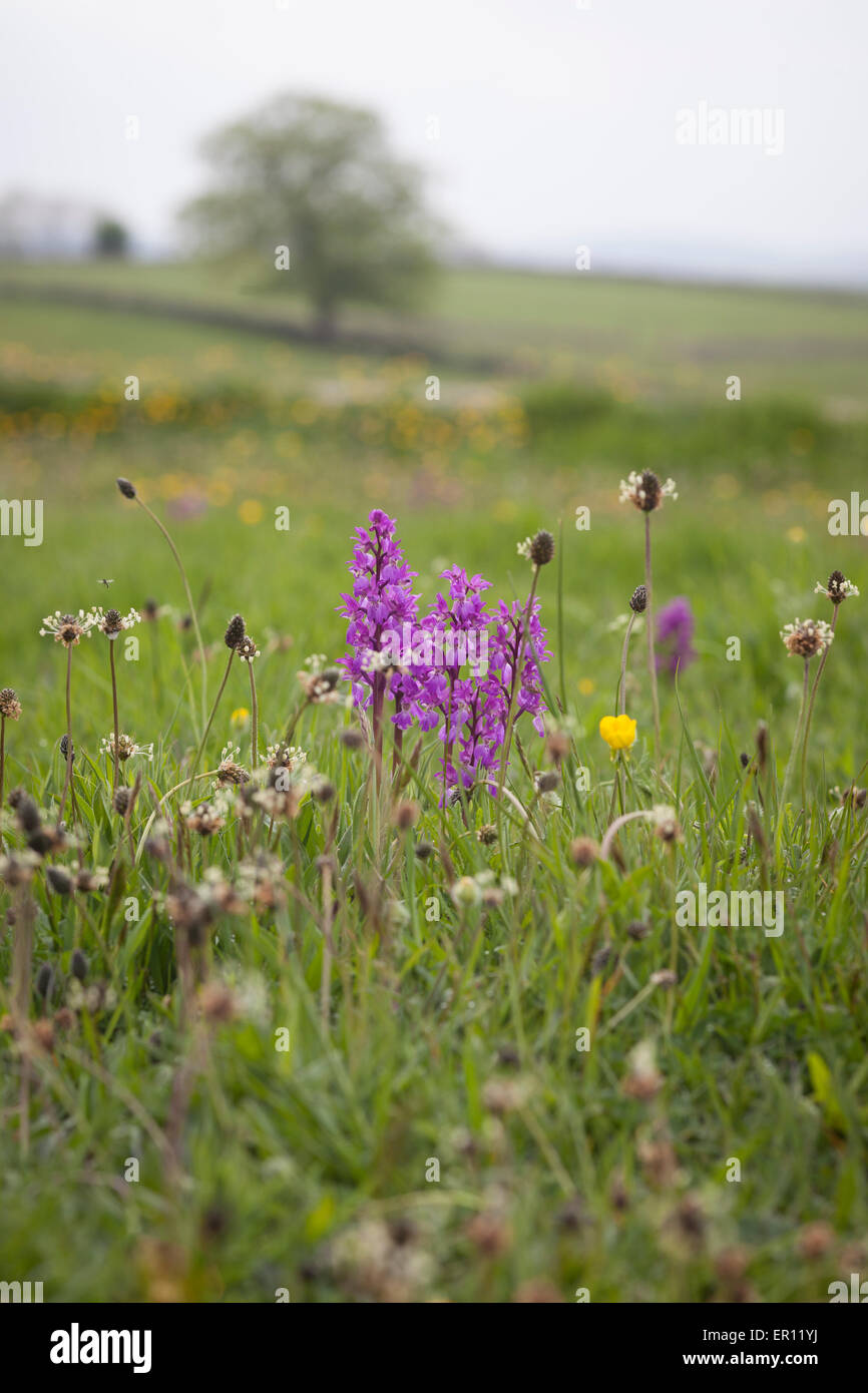 Gruppo di primi orchidea viola, Derbyshire Foto Stock