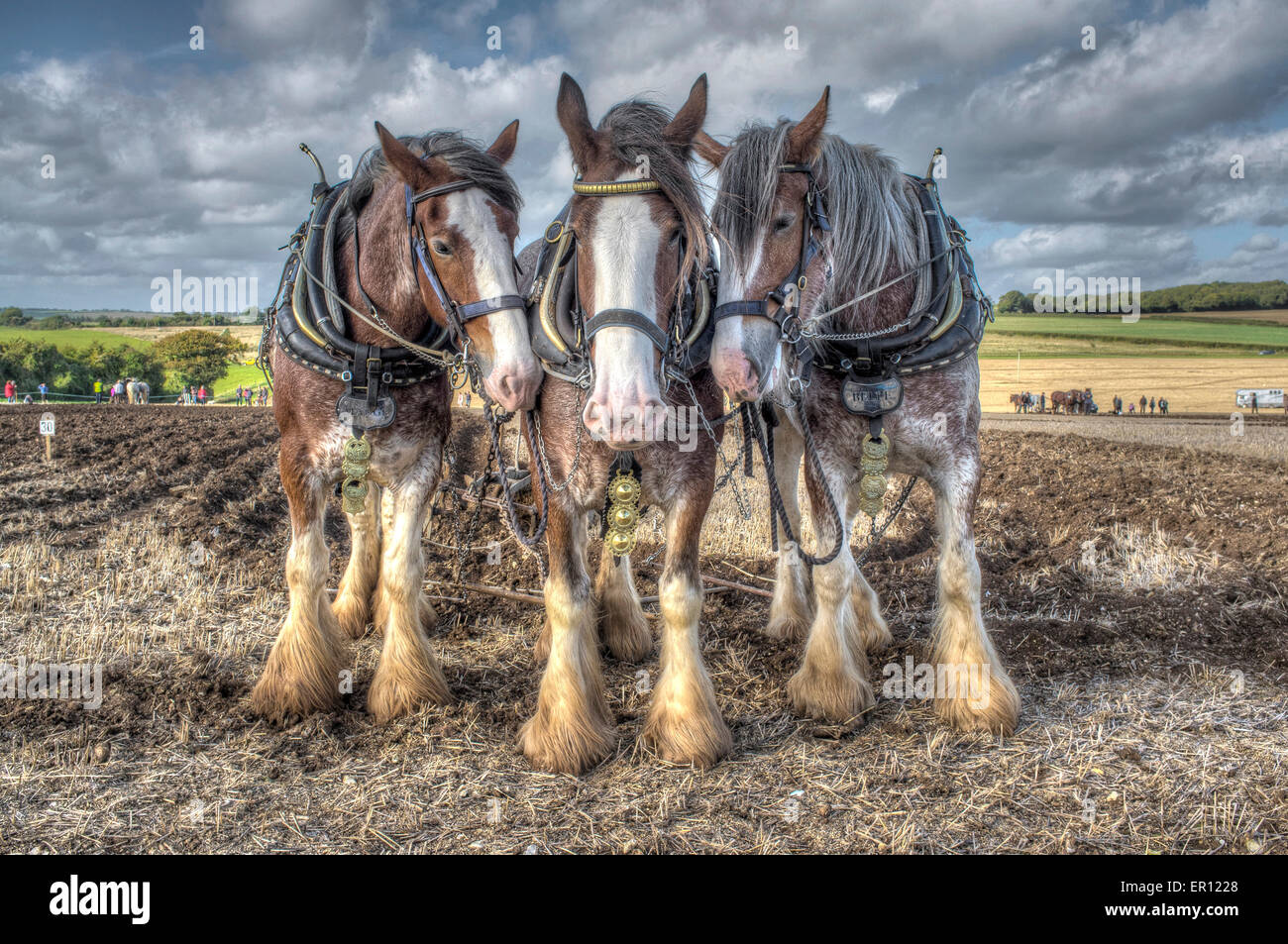 Clydesdale cavalli pesanti Foto Stock