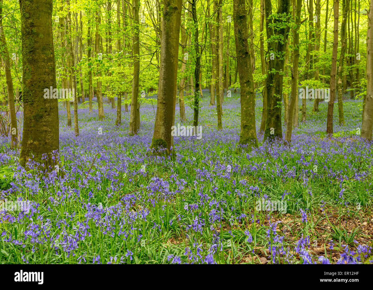 English Bluebell Wood Foto Stock