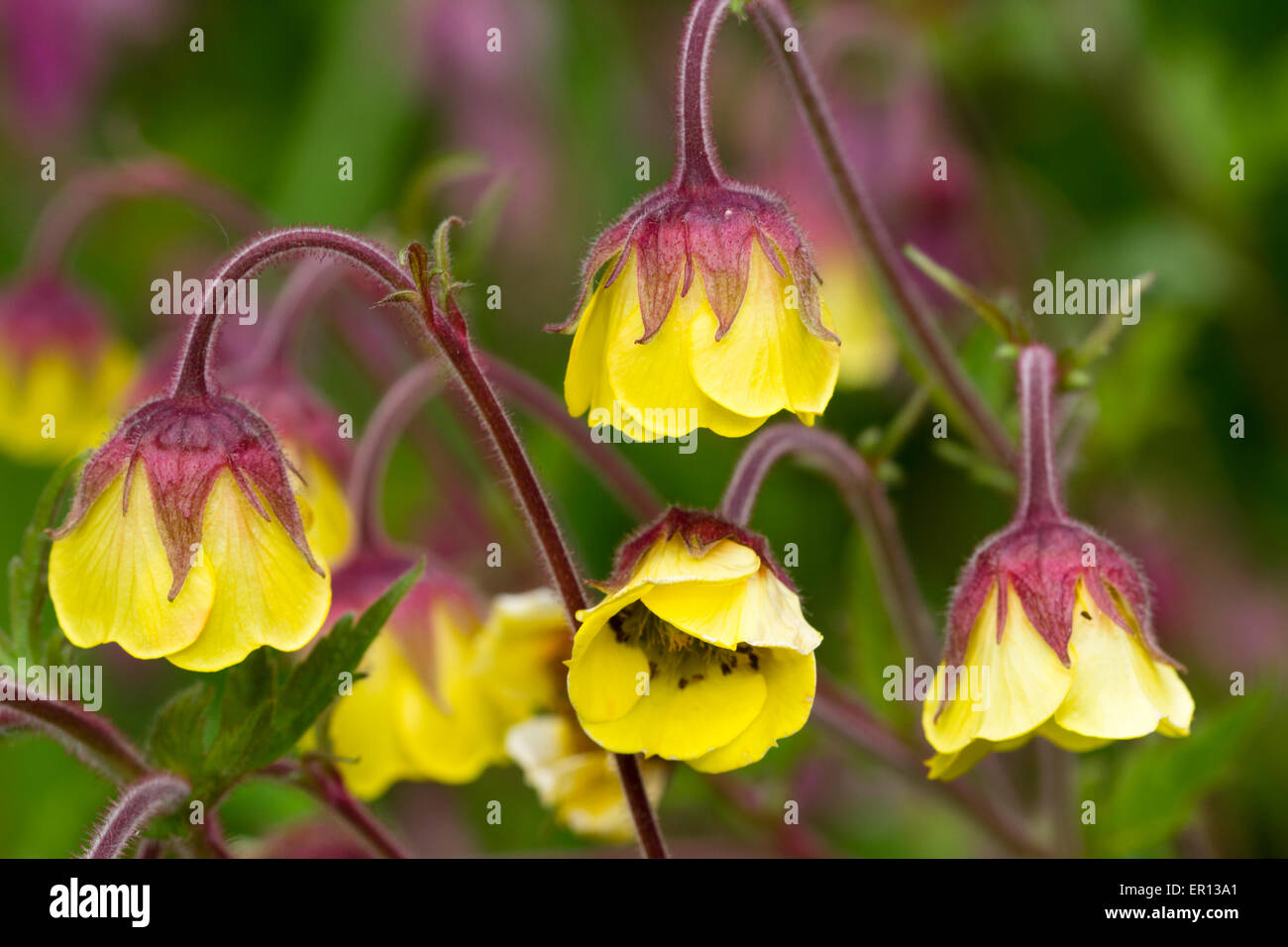 Fiore giallo forma di UK nativo avens acqua, Geum rivale "gocce di limone" Foto Stock