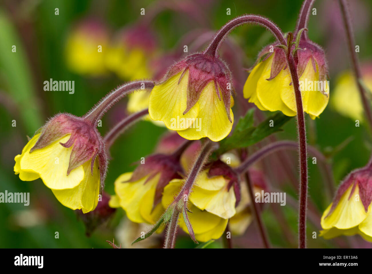 Fiore giallo forma di UK nativo avens acqua, Geum rivale "gocce di limone" Foto Stock