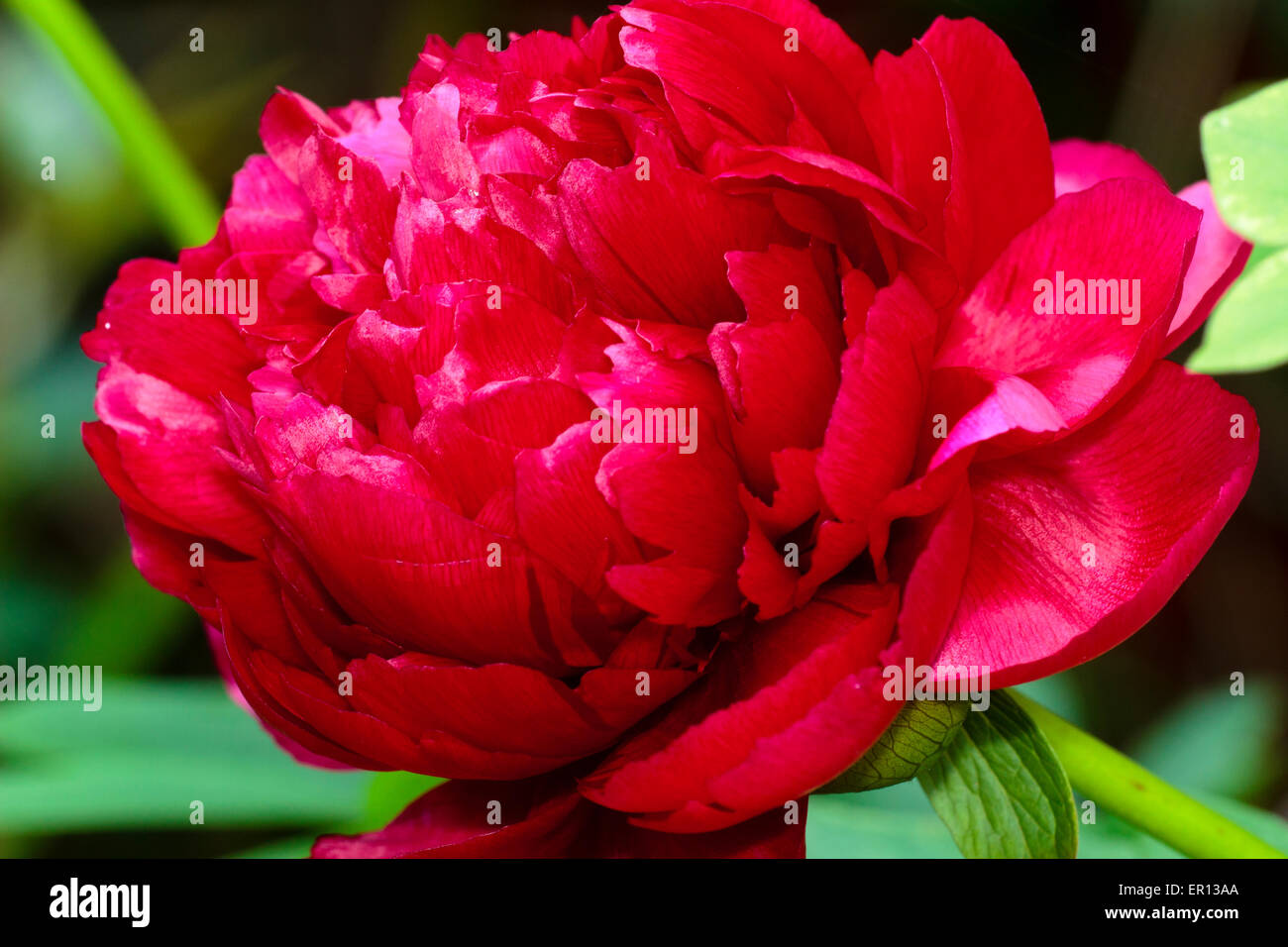 Vista ravvicinata del doppio fiore rosso del giardino cottage peonia, Paeonia officinalis 'Rubra Plena' Foto Stock