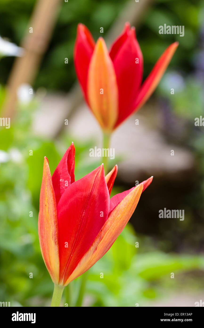 I fiori della tarda fioritura specie tulip, Tulipa sprengeri Foto Stock