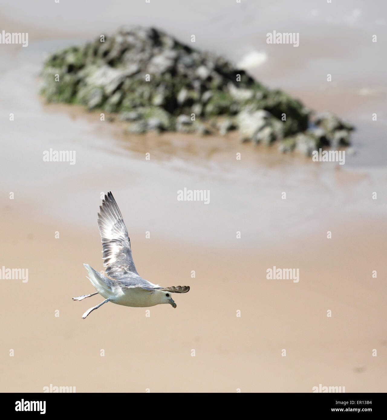 Northern Fulmar Fulmarus glacialis in volo vicino a scogliere sulla costa di Gower di South Wales UK Foto Stock