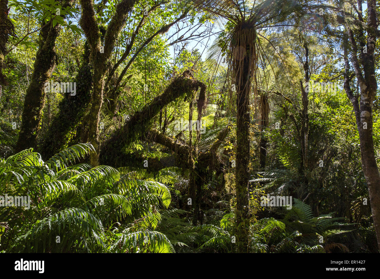 Foresta pluviale temperata di Nuova Zelanda nel Sud delle Alpi con crescita ricca di felci e felci arboree tra alberi sempreverdi Foto Stock