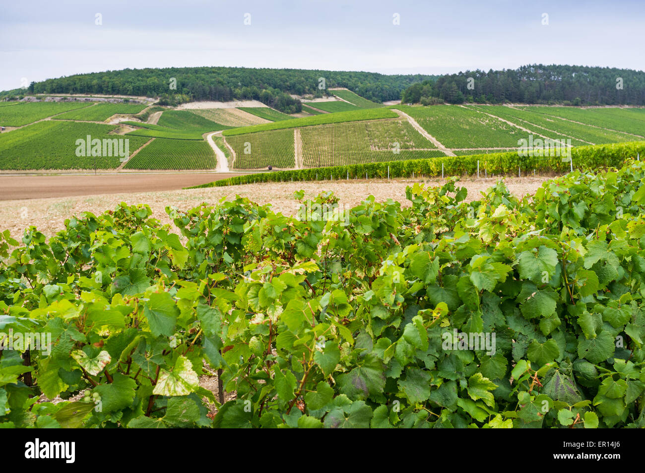 Premier cru vigneti di Chablis, Francia Foto Stock