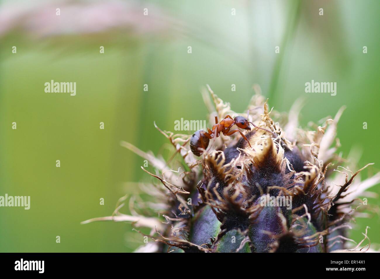 Ant lavorando su un fiore morto Foto Stock