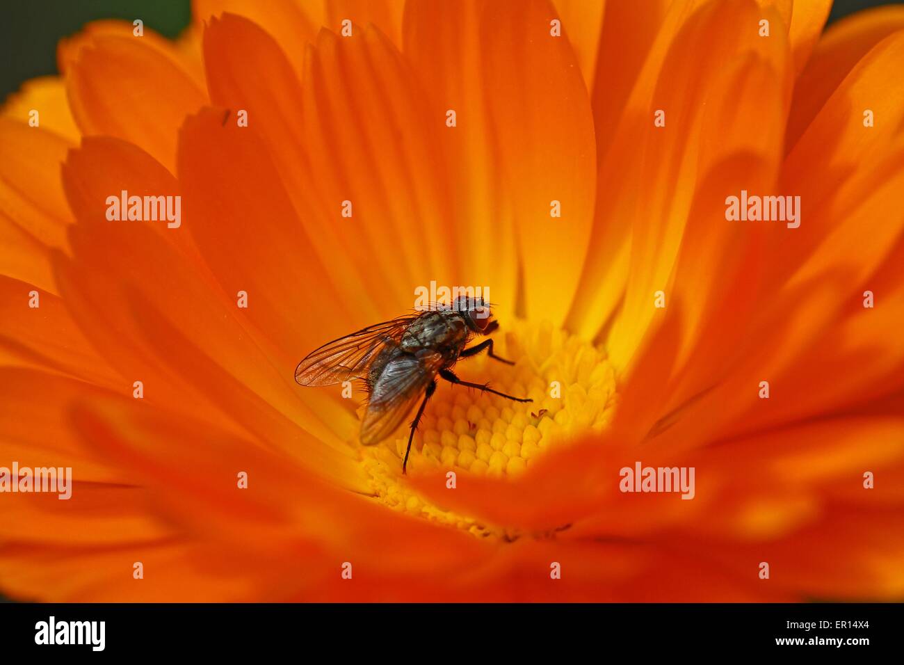 Colorato di giallo e arancione fiore con una mosca di impollinazione Foto Stock