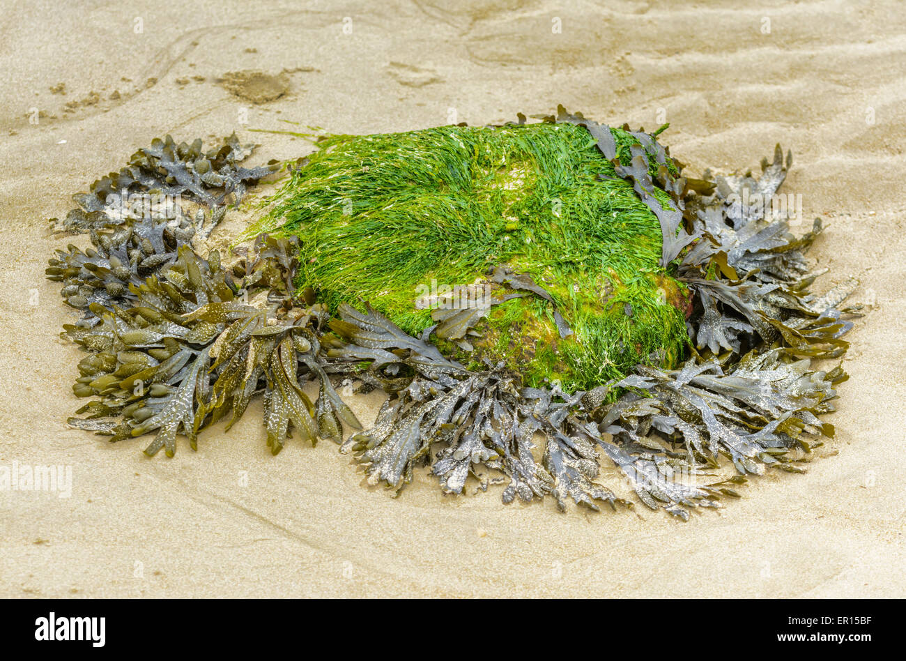 Roccia ricoperte da alghe e alghe su di una spiaggia di sabbia. Foto Stock