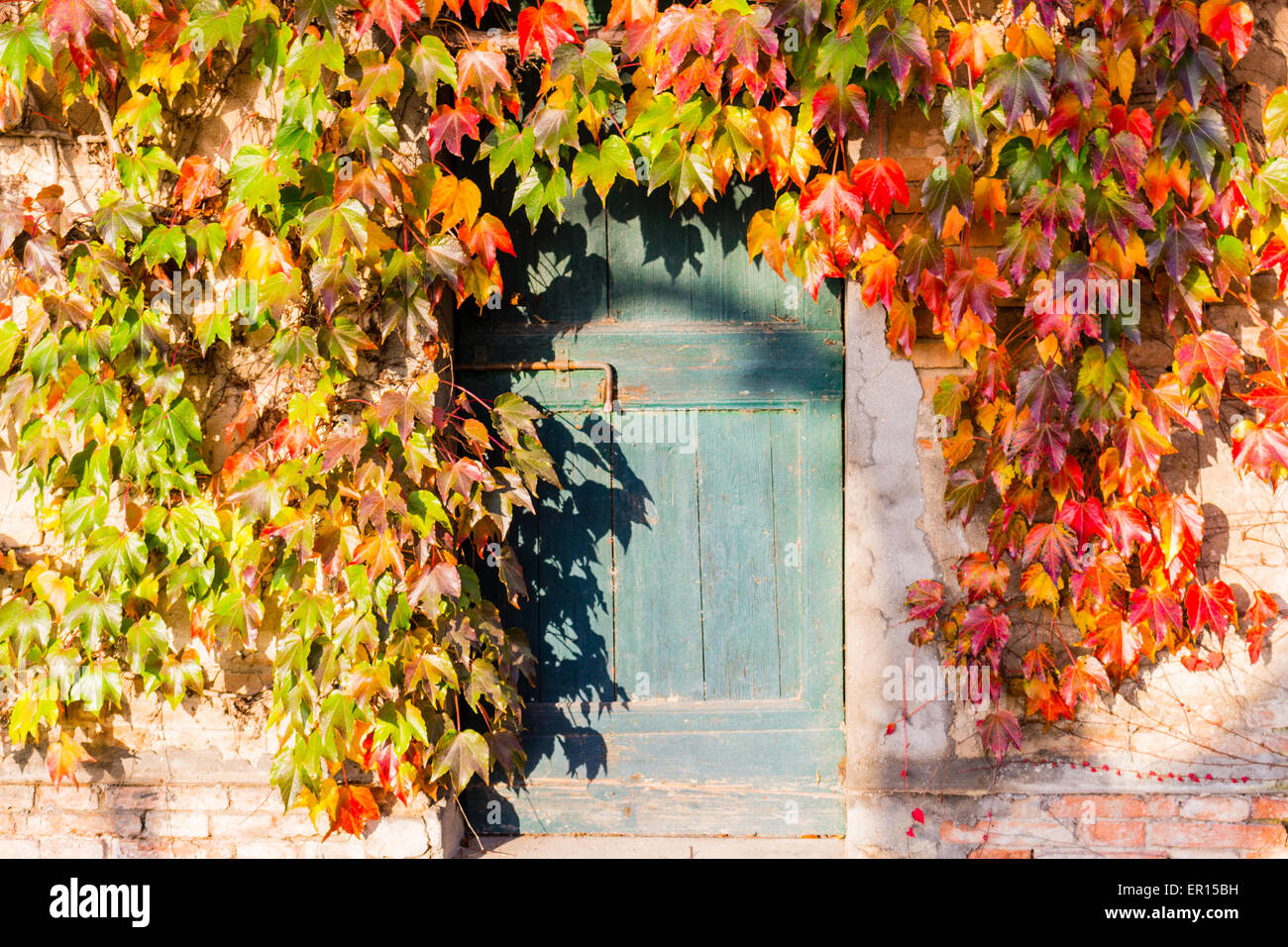 Arancione, rosso e verde delle foglie di un giapponese di superriduttore o parthenocissus tricuspidata veitchii in autunno il framing e circondante una vecchia porta di grunge con bullone arrugginito in una tipica casa agricola in campagna italiana Foto Stock