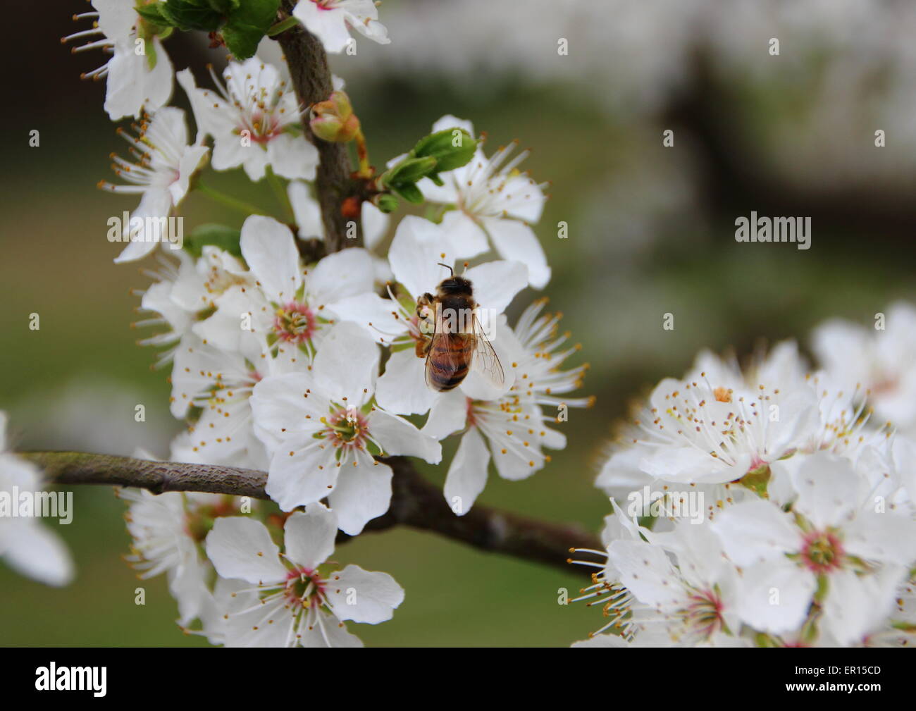 Isolate il miele delle api su albero con il Bianco fiore di primavera Foto Stock