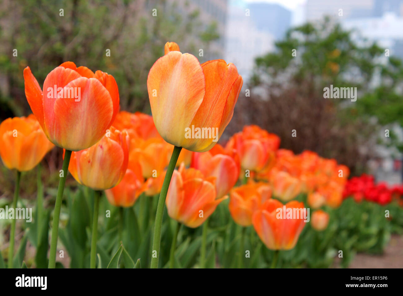 Una mattina tulipani arancione che fiorisce in primavera in Canada Foto Stock