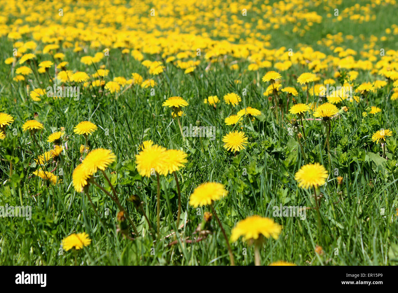 Un campo verde ricoperto di fiori gialli di tarassaco su una molla canadese Foto Stock