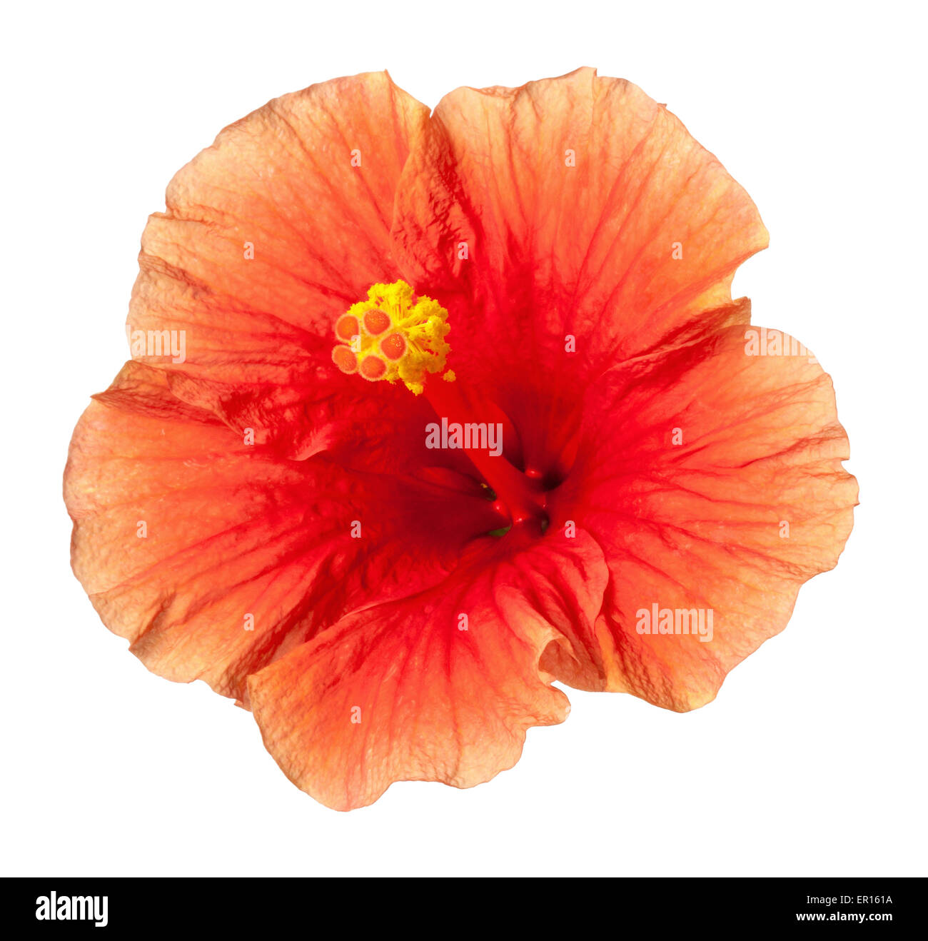 Giallo arancione Hibiscus fiore tropicale isolata su bianco Foto Stock
