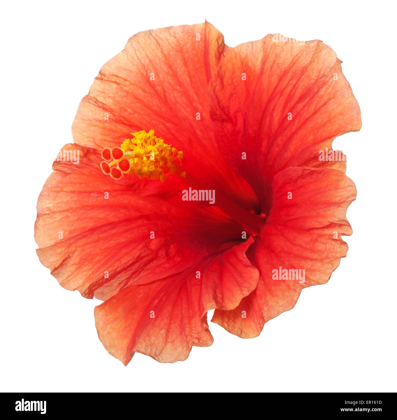 Giallo arancione Hibiscus fiore tropicale isolata su bianco Foto Stock
