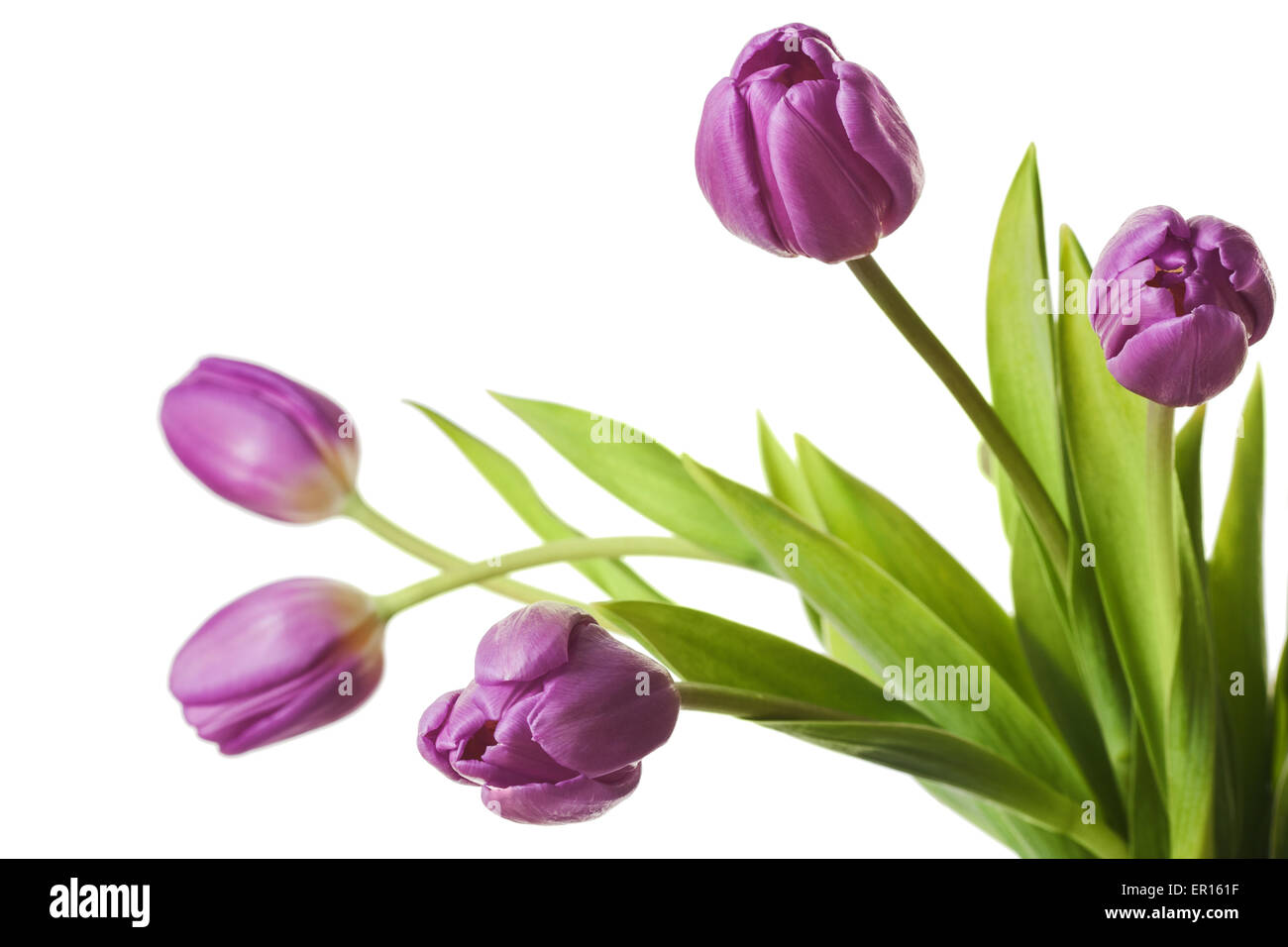 I tulipani Viola Viola Tulip fiori isolati su bianco Foto Stock